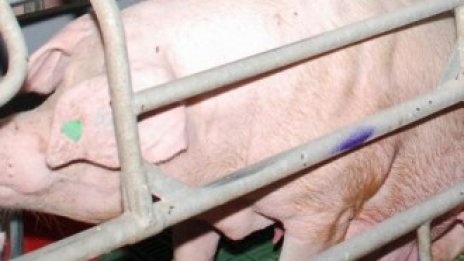 Държавата планира 60 млн. лв. помощ за птицевъди и свиневъди