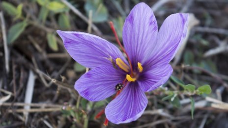 Лилавото злато на Добруджа