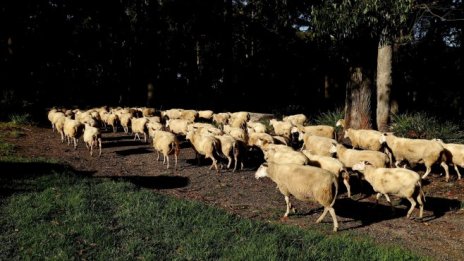 Стадното поведение на дребните инвеститори трябва да бъде овладяно
