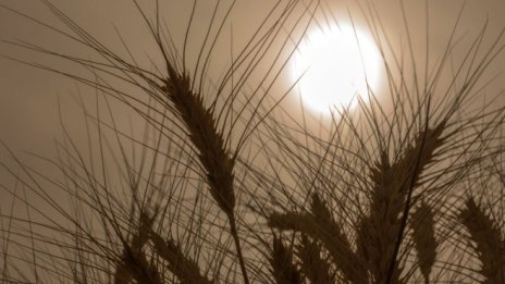 Войната в Украйна заплашва хранителните вериги в Европа, Азия и Африка