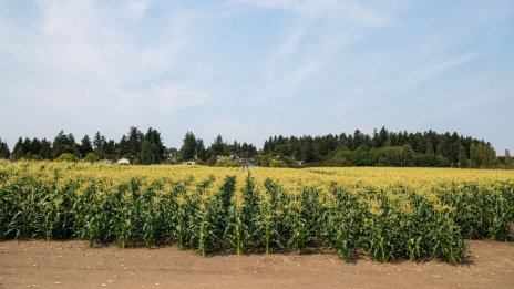 Наемите на обработваема земя в ЕС варират значително, у нас най-високи са в Североизточна България