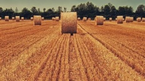 Зърнените култури поскъпват с 26% на годишна база през второто тримесечие