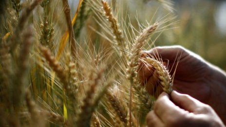 Застрашени са основните „житници“ на планетата