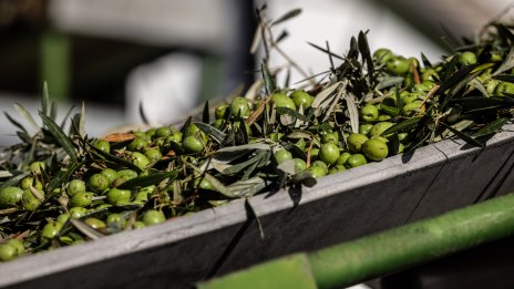 Испания поглежда към костилките от маслини, за да замени газа и електричеството