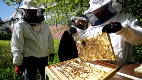 ЕК увеличава подкрепата си за пчеларството до 120 млн. лева