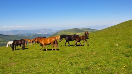 Депутати настояват глоби да заменят евтаназията на незаконно превозвани животни
