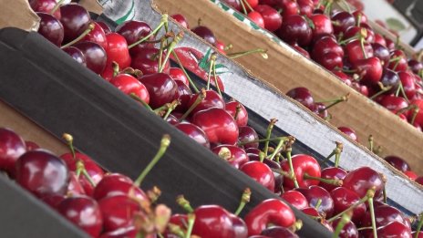 Цената на черешите по тържищата спада значително до 3,43 лв. за килограм