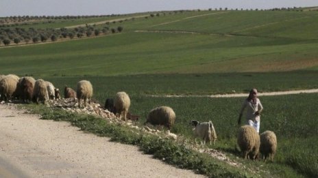 Някои от пазарите за живи животни нямат сключен договор с ветеринарен лекар