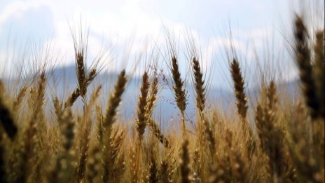 Фонд Земеделие изплати над 500 млн. лв.  директни субсидии