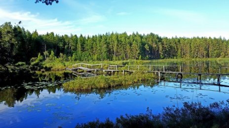 Отрицателните лихвени проценти зарадваха собствениците на гори в Швеция