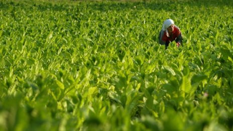 Цветан Филев: ЕС трябва да субсидира производителите на тютюн