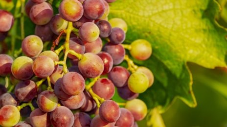 Климатичните промени застрашават лозарството