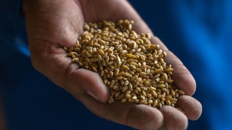 Кирил Вътев: Няма опасност от зърнена криза в България