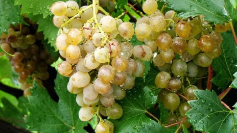 Производството на биовино в България ще расте