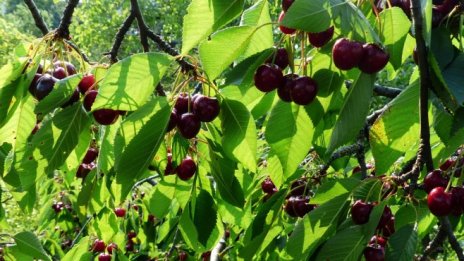 Земеделци ще обсъждат в Пловдив бъдещето на общата селскостопанска политика