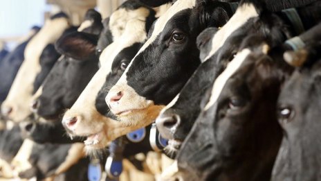 Фермери от Подбалкана искат облекчаване на режима за директни продажби