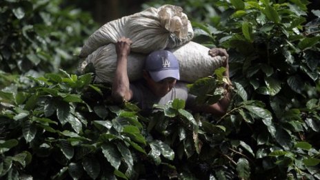 Вносът на кафе в ЕС достигна почти 3 млн. тона през 2017 г.