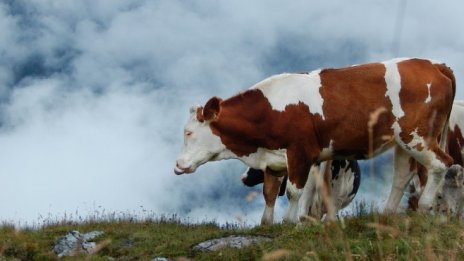 Големите ферми в ЕС обработват повече от половината земеделски земи