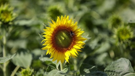 Забраните за внос поставят под въпрос солидарността на ЕС с Украйна