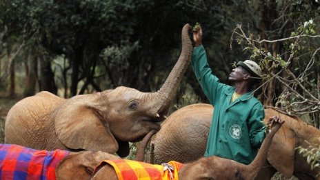 Кения търси помощ от кенийците в чужбина за съживяване на туризма си