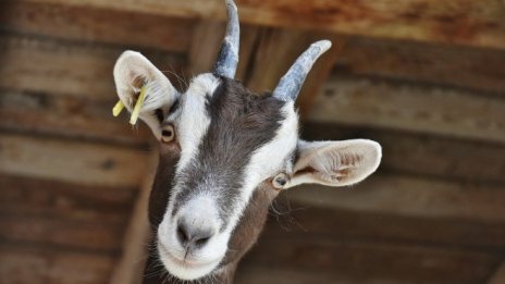 Над 160 биопроизводители трябва да сменят фирмата, която ги сертифицира