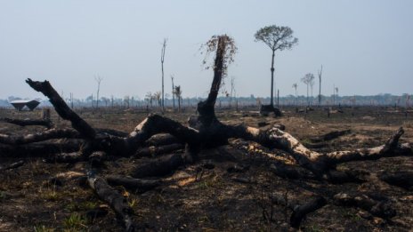 Бразилия отчита почти рекордно обезлесяване в рамките на година