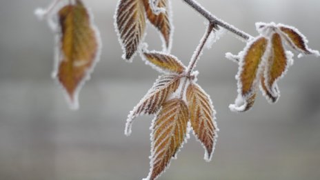 Овощари настояват за нова схема при застраховки срещу слани