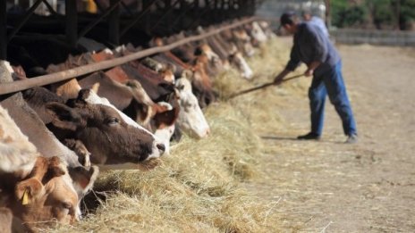 Фонд "Земеделие" изплати близо 38 млн. лева субсидии на животновъди