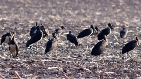 ДФЗ изплати 1,8 млн. лева компенсации за ниви с унищожена реколта