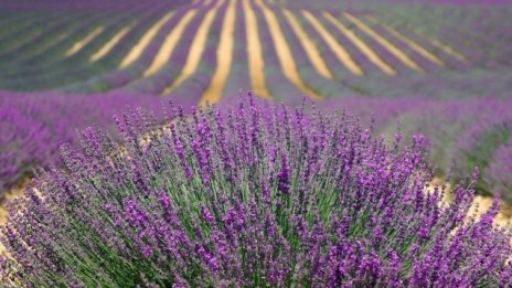 Русия може да отмени забраната за внос на билки от България