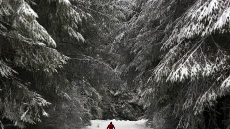 Графика на деня: Делът на унищожените гори в ЕС за периода 2001 – 2013 г.
