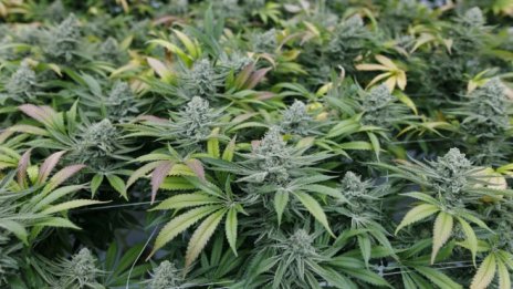 Потребителите на марихуана в Канада все още предпочитат черния пазар