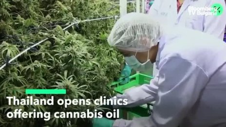 Клиники в Тайланд вече предлагат лечебна марихуана