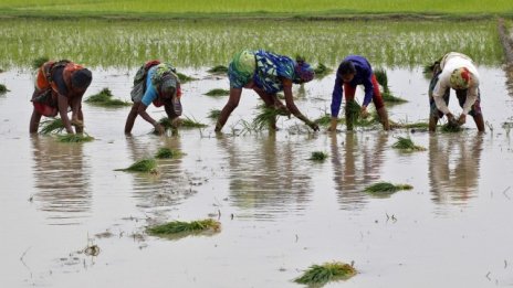 Фермери в Индия използват приложения за смартфони, за да подобрят реколтата 