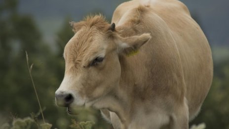 Прошуто или луканка?