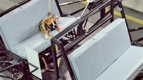 Subaru разработва колани за кучета