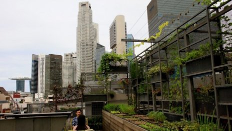 Сингапур превръща свободното пространство в градски ферми