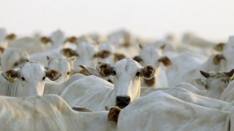 Животновъдите ще получат над 94 млн. лв. по схеми за обвързана подкрепа