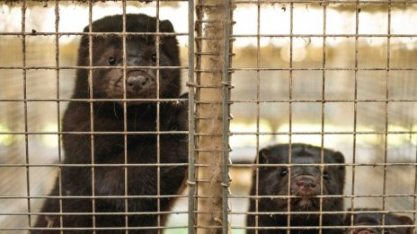 Коронавирусът мутира при норките, но в по-малко опасен за хората вариант