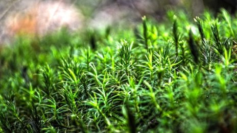 В 200 хил. хектара държавни гори спира добивът на дървесина