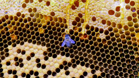 "Аварийната спирачка" за внос на украински мед в ЕС влезе в сила