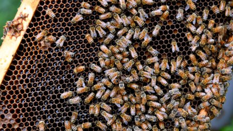 Бивши служители на Google ще разработват ИИ, вдъхновен от печелите и рибите