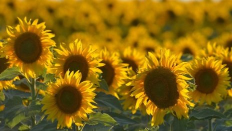 Фермери в Добричко очакват 200 кг слънчоглед от декар заради сушата