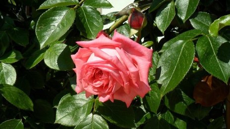 „Българска роза“ ще изплати брутен дивидент от 0,075 лева на акция