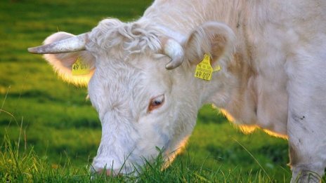 Финландия подпомага с 15 млн. евро производители на мляко заради руското ембарго