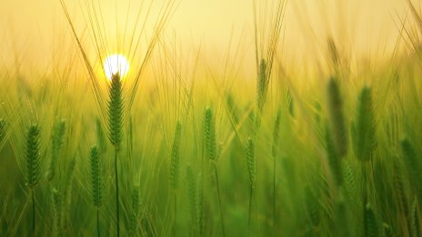 Началото на август донесе срив в борсовите цени на зърнените стоки по света