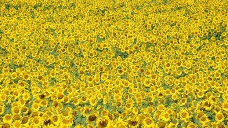 3,5 млн. хектара са заявени за подпомагане в кампанията за директни плащания