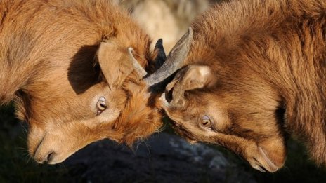 Расте средният брой на животните във фермите
