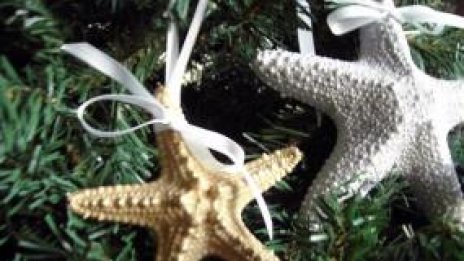 Морски звезди по Коледа