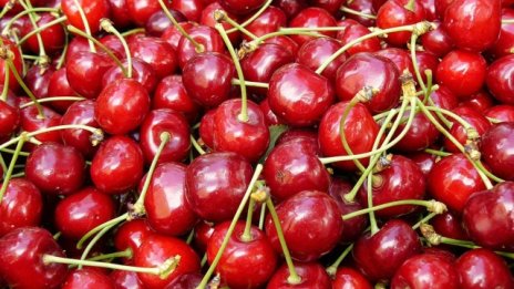 Рекордно интензивни градушки ще засегнат тазгодишната реколта